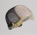 Pearl - Enhanced Hair - Wig - Henry Margu